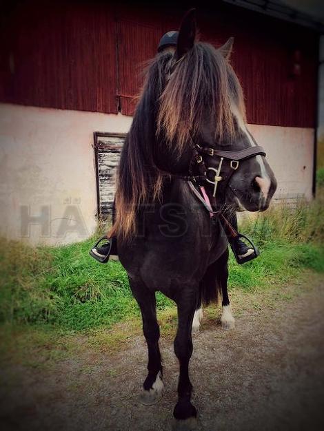 Profilbild