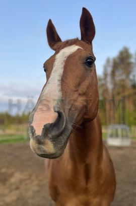 Profilbild