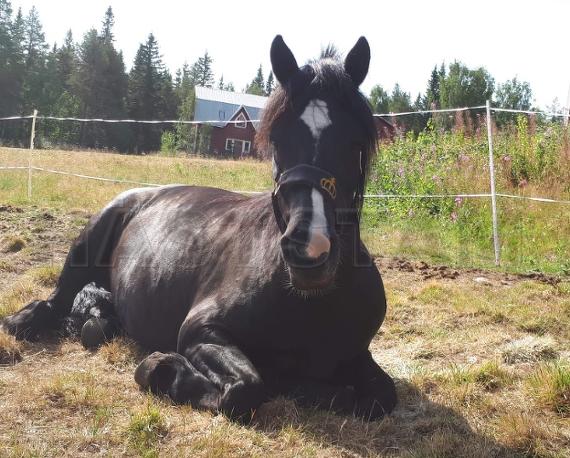 Profilbild