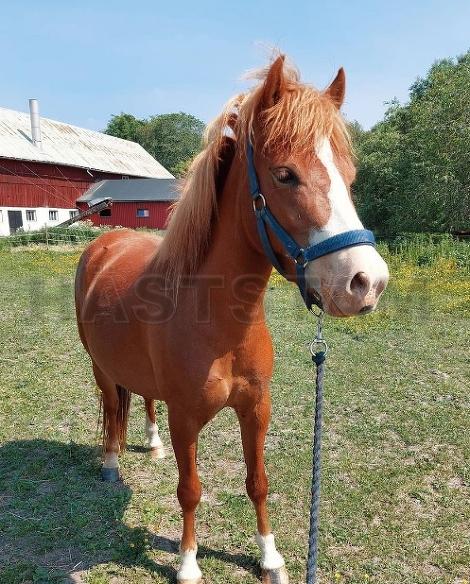 Profilbild