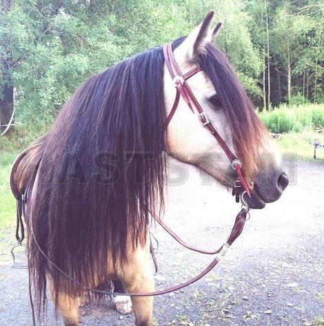 Profilbild