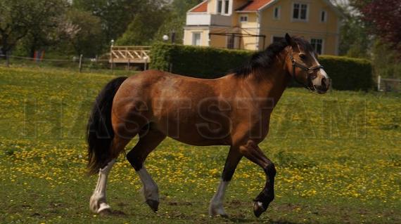 Profilbild