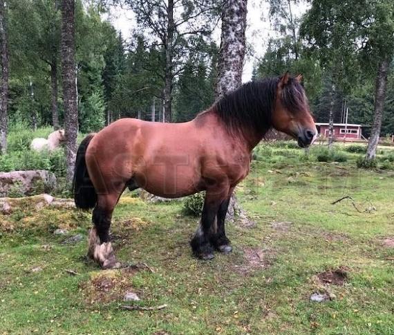 Profilbild