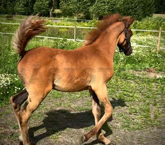 Profilbild
