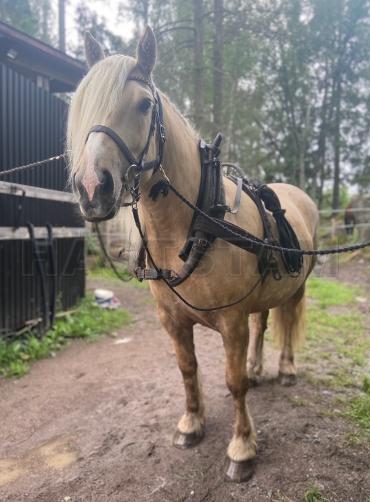 Profilbild