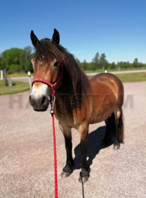 Profilbild