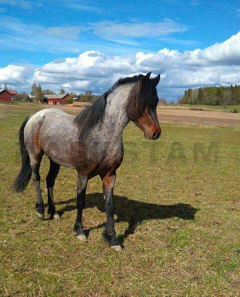 Profilbild