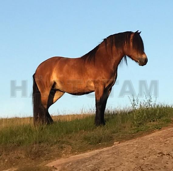 Hemera