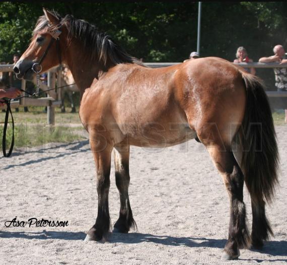 Brålle (44)