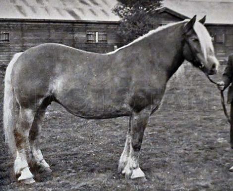 Mjösna