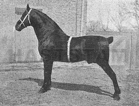 Grand Cadet