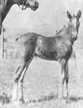 Raynatta ox