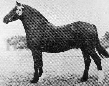 Llanarth Valiants Image