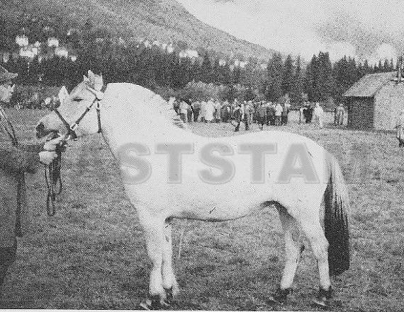Gullsko