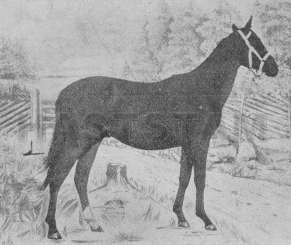 Hingst e. Danger xx
