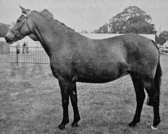 Pendock Patience
