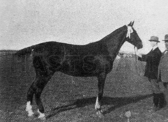 Vadett