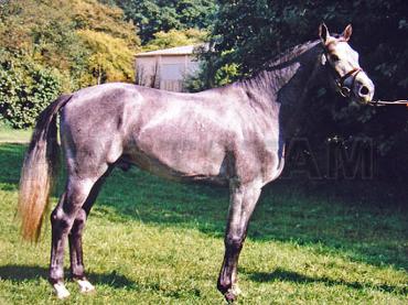 Dayson K/S (71)