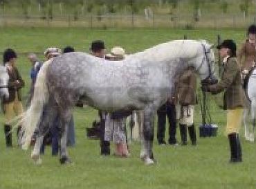 Frederiksminde Chimera