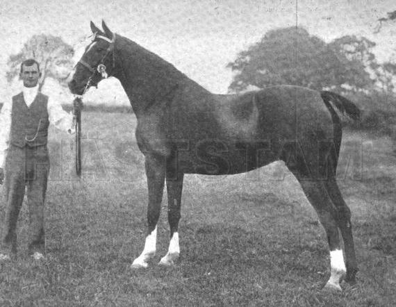 Lady Connaught
