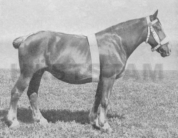 Stella