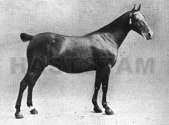 Sedgemere Waiflet
