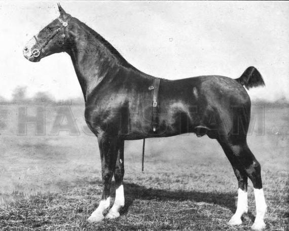 Kirkburn Leader
