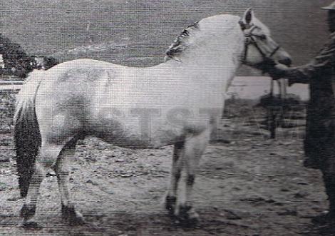 Tordis