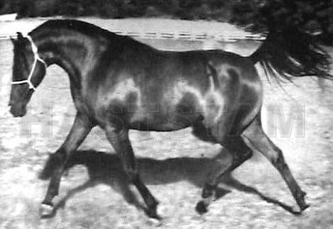 Kisronna ox