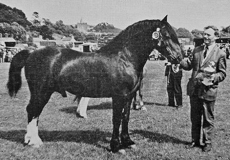 Rhosfarch Frenin