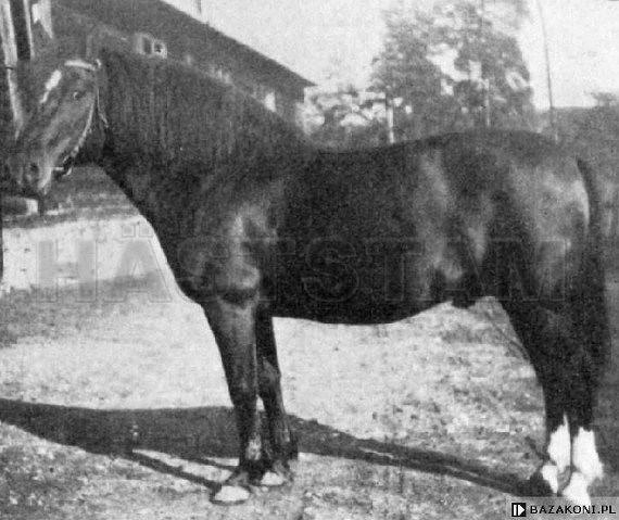 Goral III