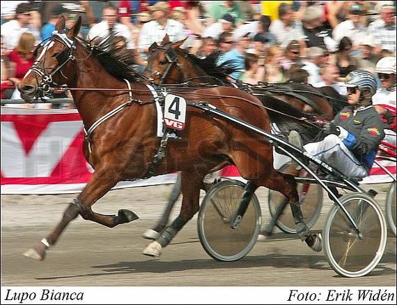 Lupo Bianca (DK)