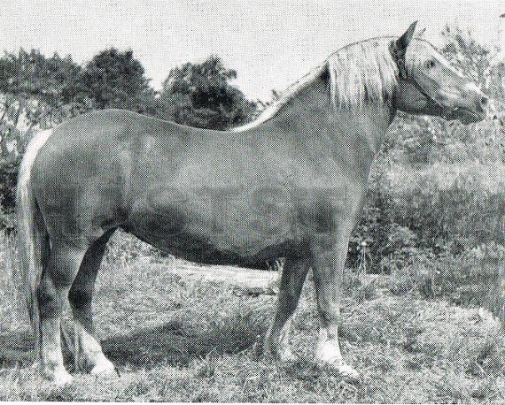 Pärla