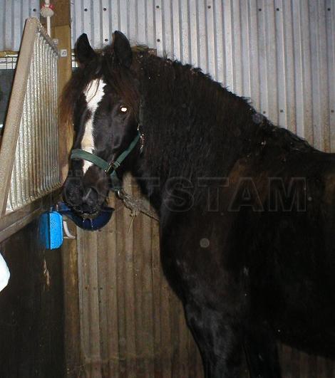 Black Beauty