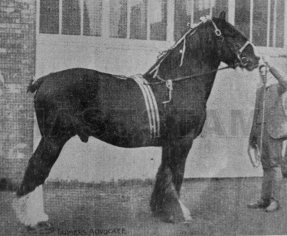 Blaisdon Conqueror