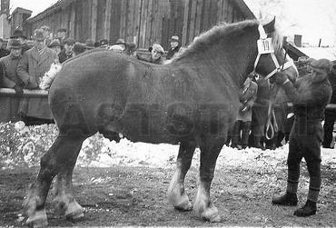 Brutus-Bert