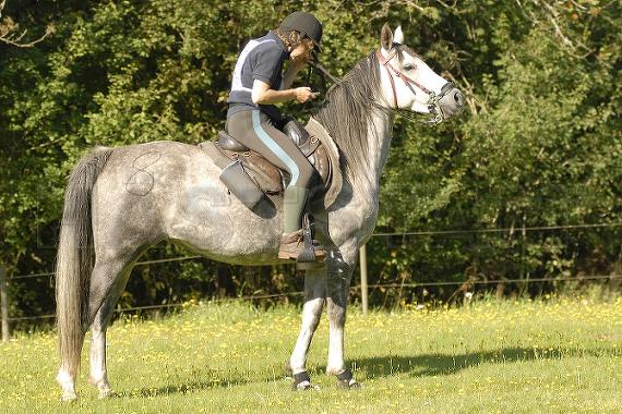 Stenberga Safir
