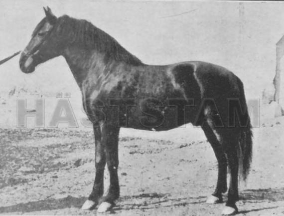Ramillete I