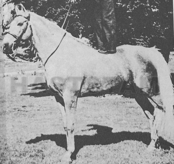 Ozark Golden King