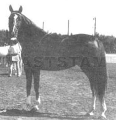 Korinne ox