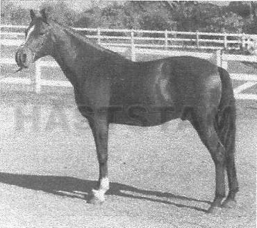 Roayalad ox