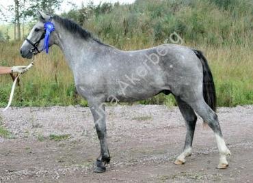Arda's Aramis