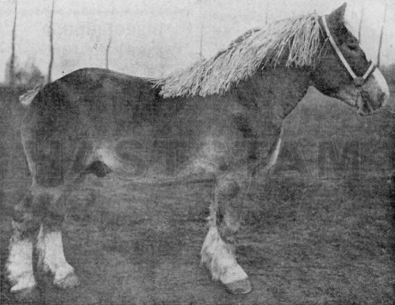 Foch de Héron