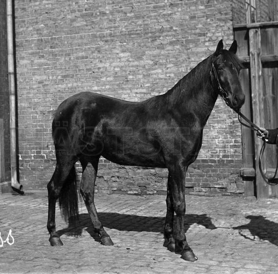 Miss Cromwell