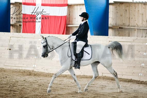 Magic White Dream ox