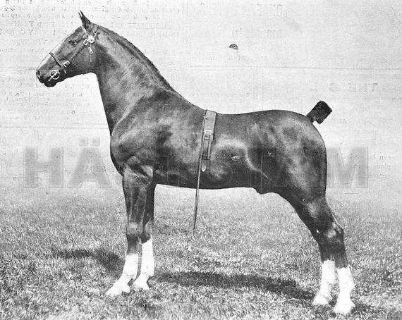 Moordale Toreador