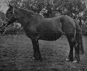 Fossejenta