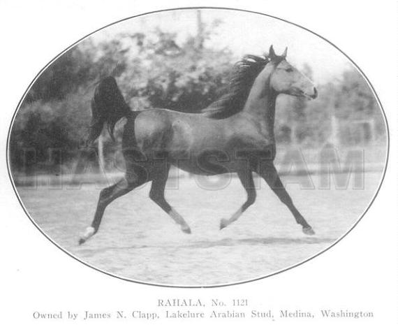 Rahala ox