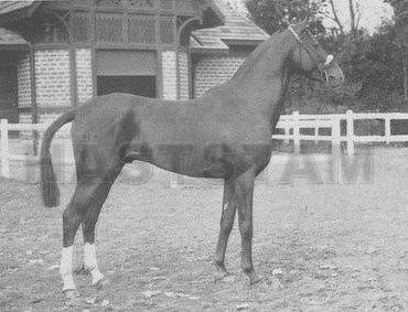 Sidi Babou ox