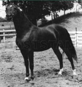 Green Meads Adonis